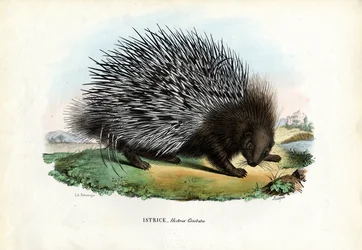 Stachelschwein, 1863-79